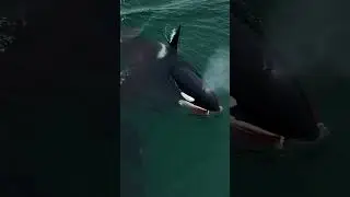 Real Sea Monsters From the Abyss &ndash; Terrifying Whale Attacks #OceanHorror #RealFootage #SeaMonsters