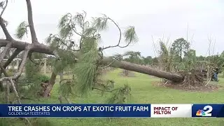 Hurricane Milton knocks down massive tree, spares local farm in Golden Gate Estates