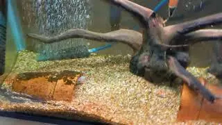Marble Goby very quick feeding..... don't blink! 😁