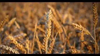 Nutrigenomica e epigenetica, intervista a Giuseppe Di Fede