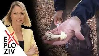 EXPLOZIV - Koliko pečurke mogu da budu opasne?