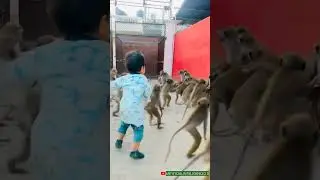 Monkey Attack Baby | Monkey Attack Funny Video | #shorts #monkeyattack #monkey