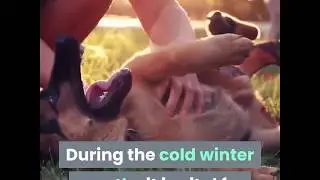 How To Care For Outdoor Dogs During Cold Weather & Winter Months ❄