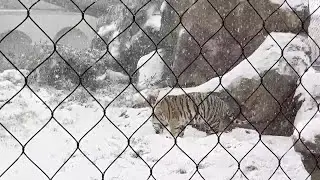 LSU's Mike the Tiger Plays in the Louisiana Snow
