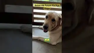 Batao Ab Future Ka Kya Hoga 🤣😂 #dog #dogs #doglove #doglife #dogshorts