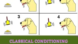 Classical Conditioning - English