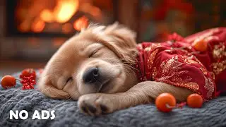 12 часов музыки для успокоения собак 🐶🎅 Снятие тревоги разлуки 💖 Релаксация собак 🎶 Без рекламы