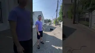 Cane Corso working around barking dog