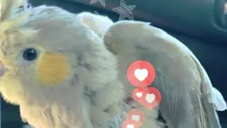 COCKATIEL HIDE LEG AND SLEEP #cockatiel #birds #parrot #animals #pets #bestpetbirds