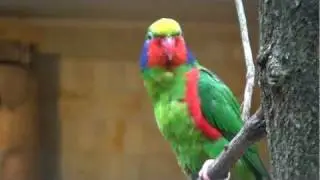 red-flanked lorikeet