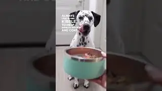 Dalmation's FIRST TIME Trying RAW Dog Food!