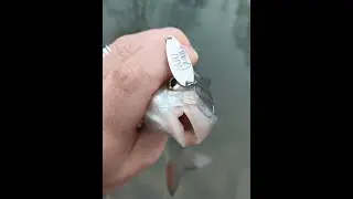 River Fishing Adventure: Amazing Common Nase Catches