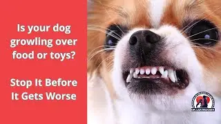 Is your dog growling over food or toys? Stop it before it gets worse!