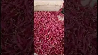 Guntur Mandi | Red Chili Price | Toady Red Chilies Price #spicebusiness #kitchenspices #spices