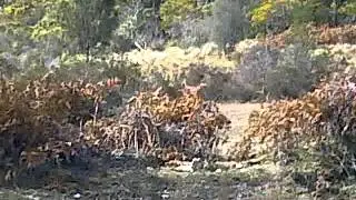 Feral Sheep Incursion...