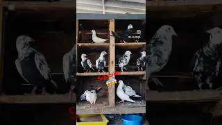 😱😱🔥#birds#kbootar#kbooterbazi#pigeon#viral#shots#trendingshorts#kbooter#shortsviral#subscribe😱😱