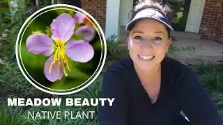 How to grow native plants! *MEADOW BEAUTY*