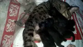 Adorable Kittens Fighting And Competing While Nursing..😃😃😂😂😂😂😂😂❤❤❤