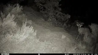 Majestic Mouflon Filmed by Trail Camera | Mediterranean Wildlife