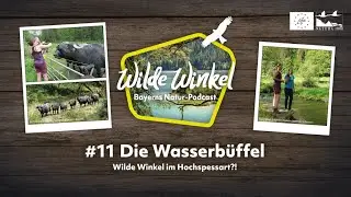 Wilde Winkel im Hochspessart?! Die Wasserb&uuml;ffel (11. Folge)