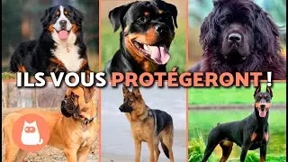 Top 10 des CHIENS de GARDE qui PROT&Egrave;GENT les ENFANTS et la MAISON 🐶⚠️🏡 (RACES DE CHIENS DE GARDE)