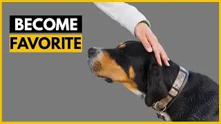 How Rottweilers Choose Their Favorite Person