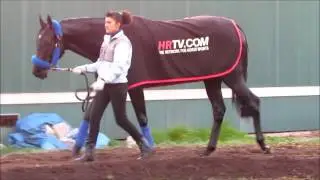 Shared Belief returns to the track at Golden Gate Fields