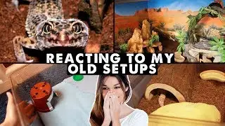 Reacting To Old Leopard Gecko Setups 😳 (over 10 years worth!!)