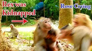 Tazana KIDNAPPED baby Rex , Rose was crying loudly terrify try helping, Rose crying pity baby Rex