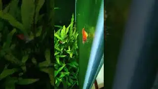#shrimp #relax #shrimpkeeping #relaxing #shrimpaquarium #aquarium #short #shorts #tank #relax