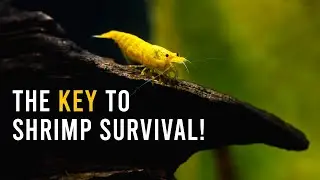 Biofilm In Shrimp Tanks - Why You NEED It & How To Grow It Fast!