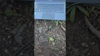 QRP Guys EFHW Antenna and NVIS Comms Shot