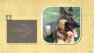 Dog Facts: Unlike Humans, Dogs Only Sweat Through Their Paw Pads