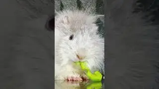 Guinea Pig Eating ASMR 🐹🥬 | #asmr #shorts