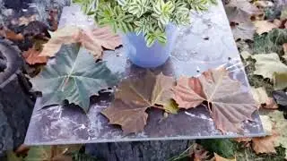 Варьегатное ХЕБЕ. Новозеландское растение. Hebe # ХЕБЕ #мойсад2019