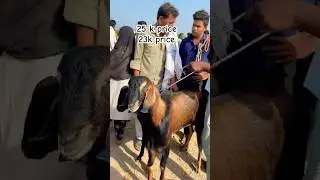 Biloli bazaar ❤️🥰 #goat #bakr #bakraeid #beautifullgoats #animals