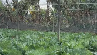 Beans boy is live! Harvest Cabbage and Chinese Broccoli 01/21/26