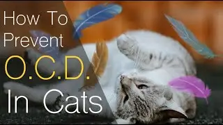 How To Prevent O.C.D. in Cats | How To Become A Pet Sitter | Online Course