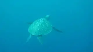 Free Diving the Gal&aacute;pagos
