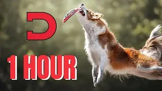 ONE HOUR OF Daily Dose Of Internet #33