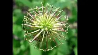 Geum urbanum