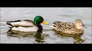 pato azulon anade real