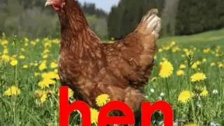 Курица