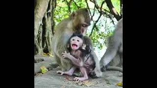 How Monkey Ginger Try To Recuse Baby Monkey Gabe Back From Queen Tara