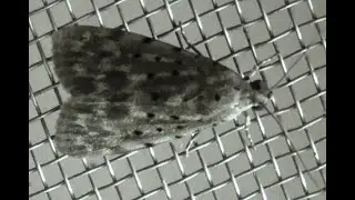 Lichen Moth