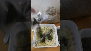 pâté fait maison à la base du(couscous- ortie-et chardon blanc)pour chardonnerets