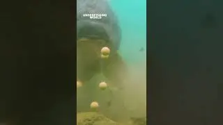 How much can a carp eat?