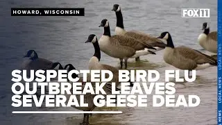 Howard officials report bird flu resurgence; dozens of dead geese at Duck Creek Quarry
