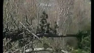 Storms Destroy Delta OWL Bald Eagle Nest