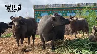 Kundhi Buffalo || Bhuri Buffalo || Banni Buffalo || Dosu Jat Buffaloes || Kutch Buffalo || Sindhan